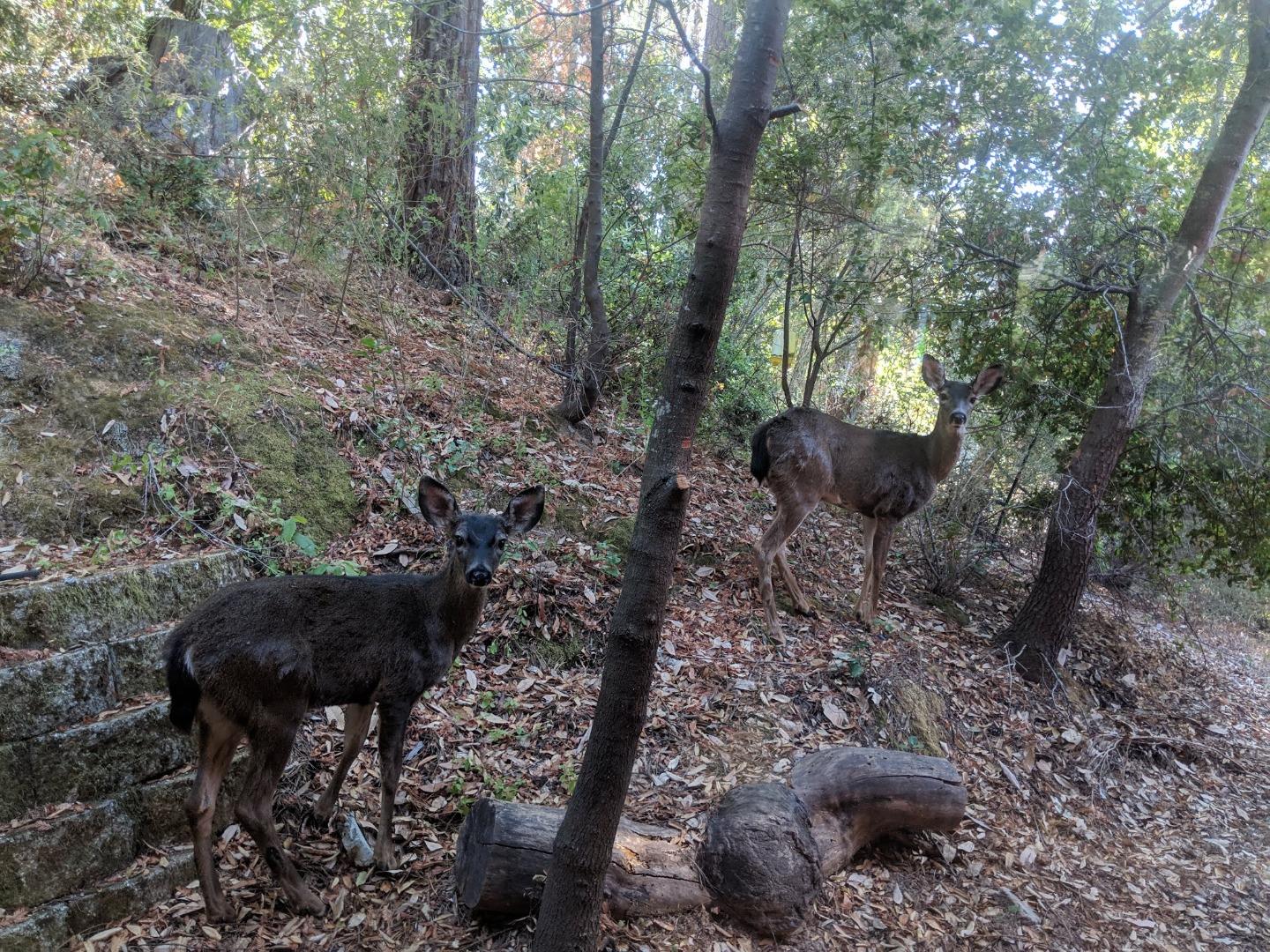 24 Everest, BOULDER CREEK, California 95006, ,Lots And Land,For Sale,Everest,40964552