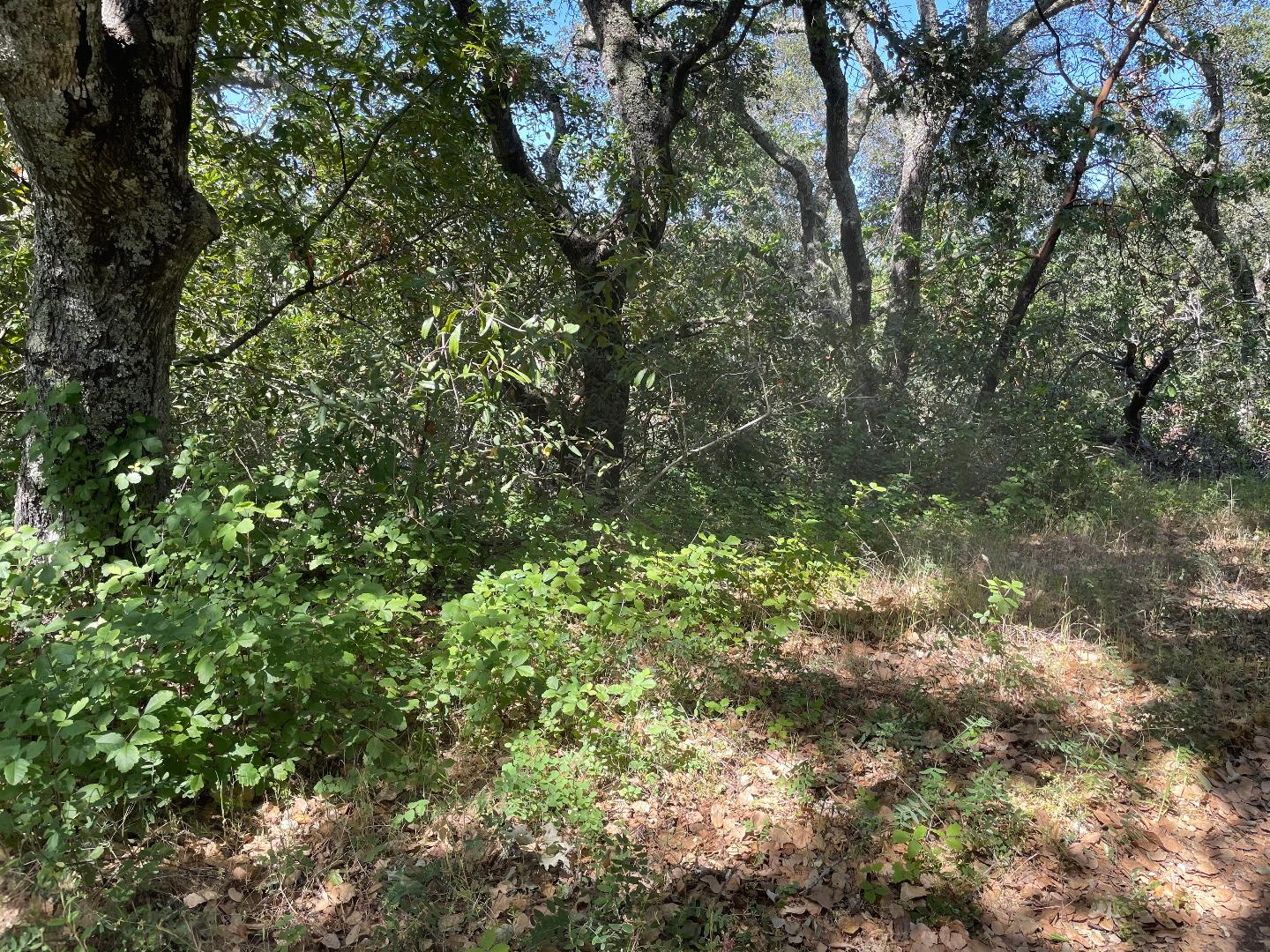 0 Poli Road, MORGAN HILL, California 95037, ,Lots And Land,For Sale,Poli Road,40964584