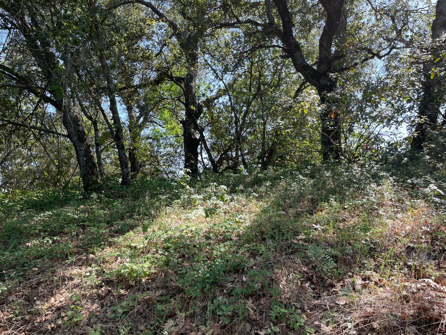 0 Poli Road, MORGAN HILL, California 95037, ,Lots And Land,For Sale,Poli Road,40964584