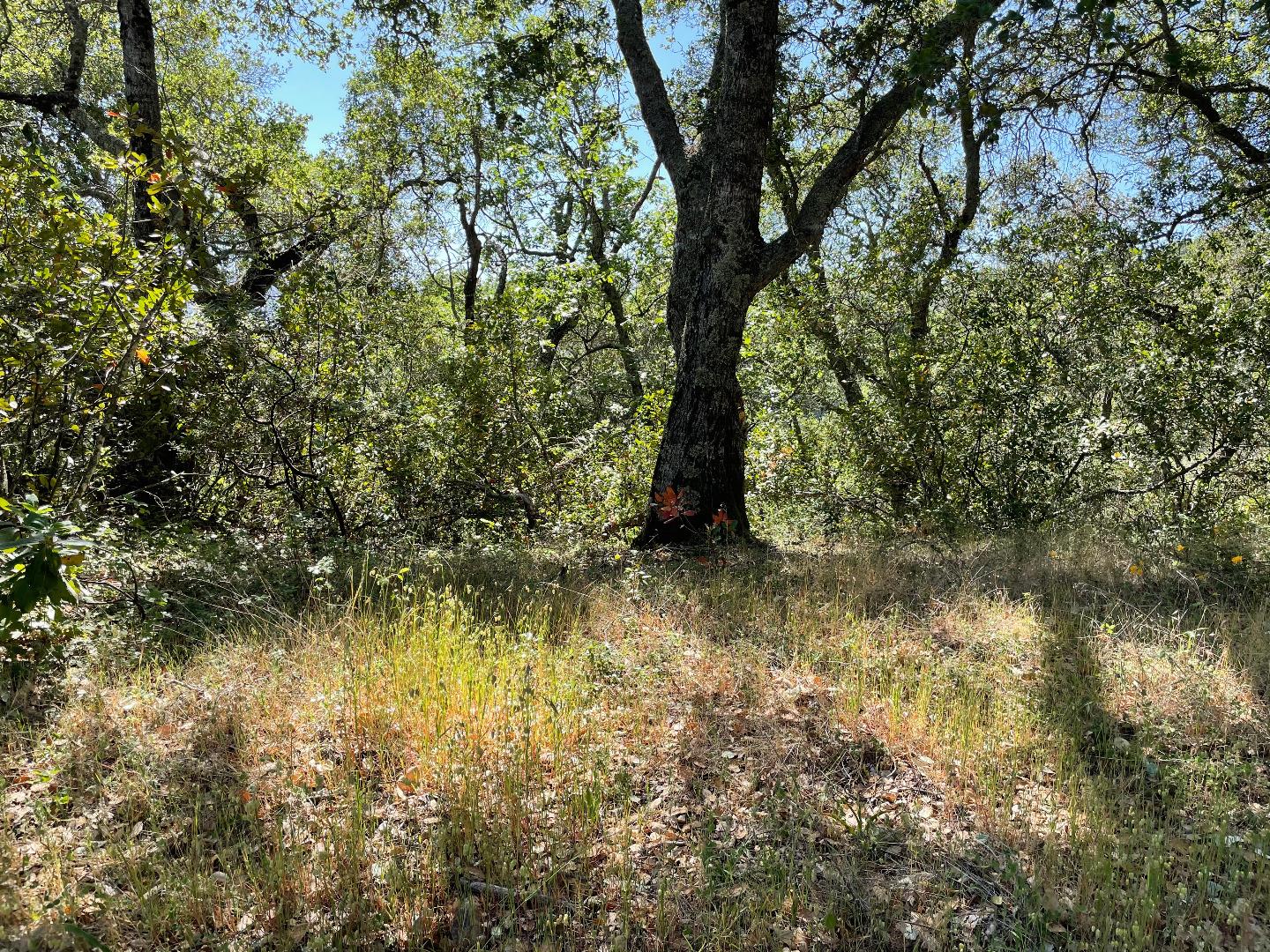 0 Poli Road, MORGAN HILL, California 95037, ,Lots And Land,For Sale,Poli Road,40964584