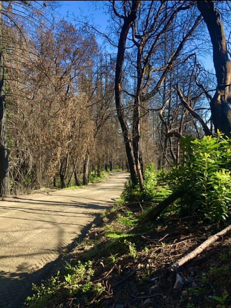 2080 Bertoli Drive, SANTA CRUZ, California 95067, ,Lots And Land,For Sale,Bertoli Drive,40964624