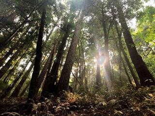 000 Love Creek Rd., BEN LOMOND, California 95005, ,Lots And Land,For Sale,Love Creek Rd.,40964635