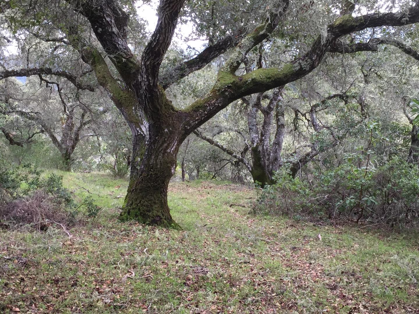 0 Nelson Road, SCOTTS VALLEY, California 95066, ,Lots And Land,For Sale,Nelson Road,40964636