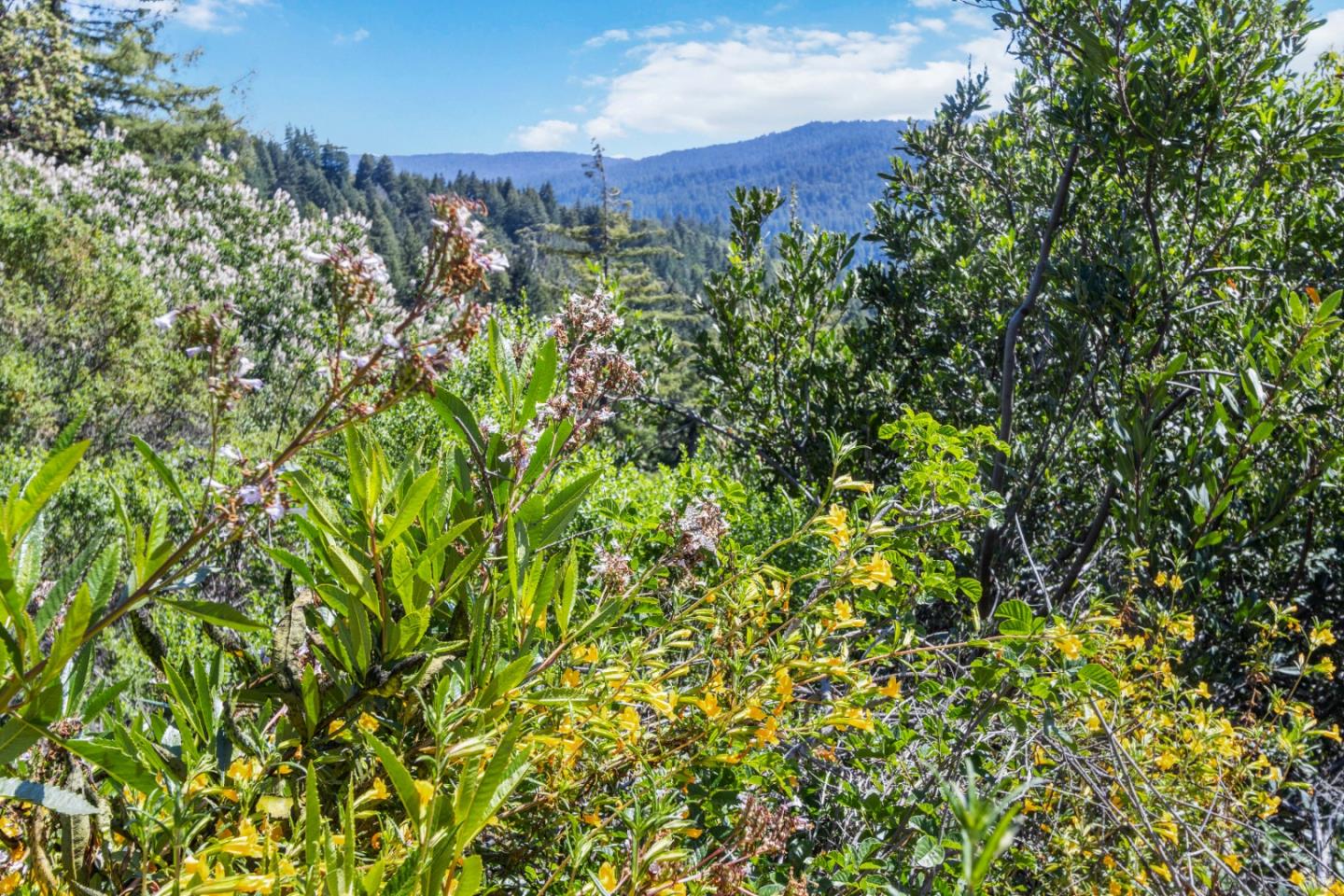 Lot 13 Love Creek Road, BEN LOMOND, California 95005, ,Lots And Land,For Sale,Love Creek Road,40969351