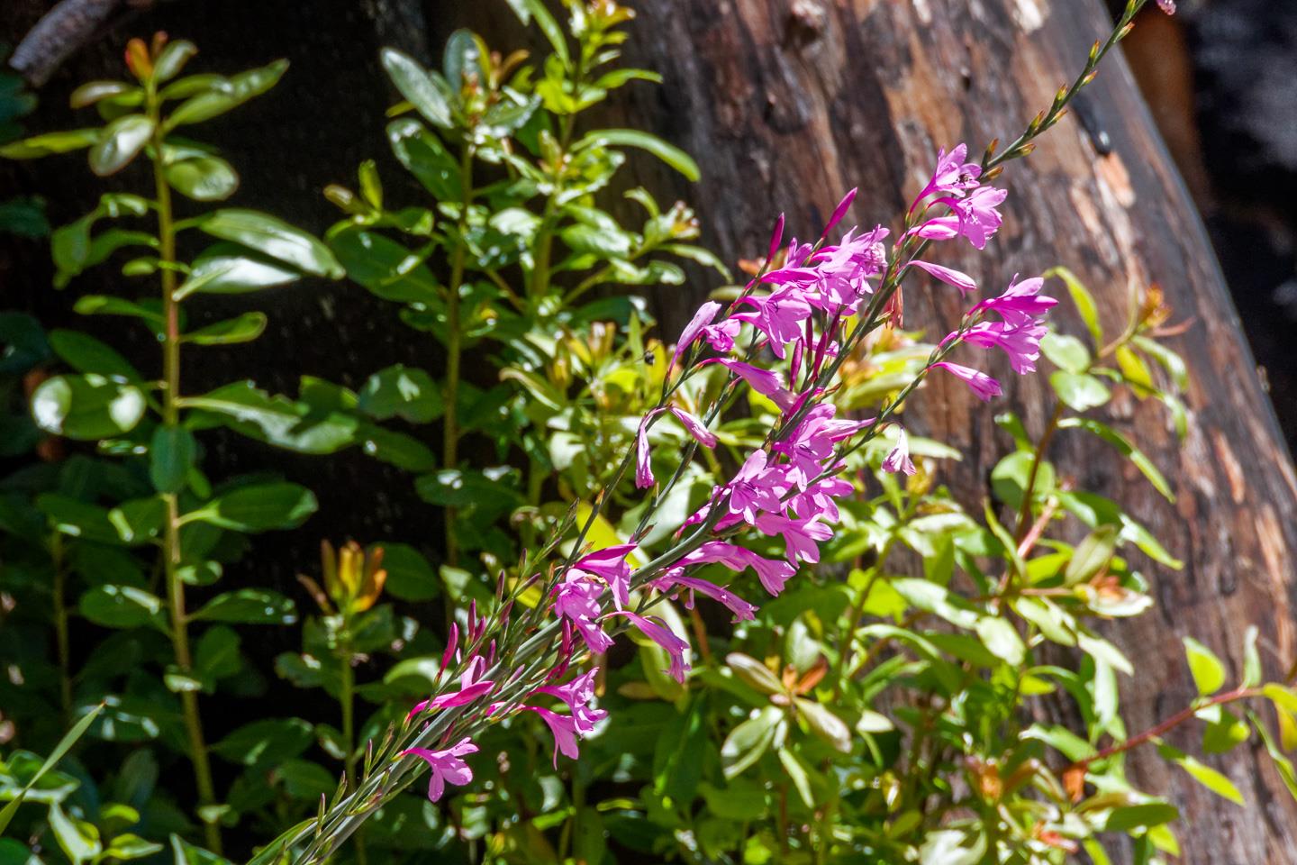 531 Summit Drive, SANTA CRUZ, California 95060, ,Lots And Land,For Sale,Summit Drive,40964755
