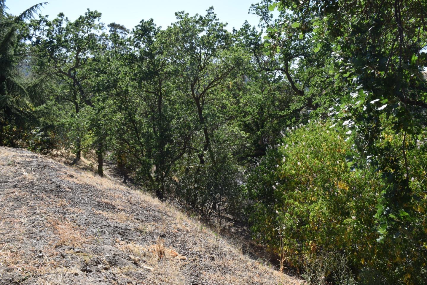 1271 Laverock Lane, ALAMO, California 94507, ,Lots And Land,For Sale,Laverock Lane,40964784