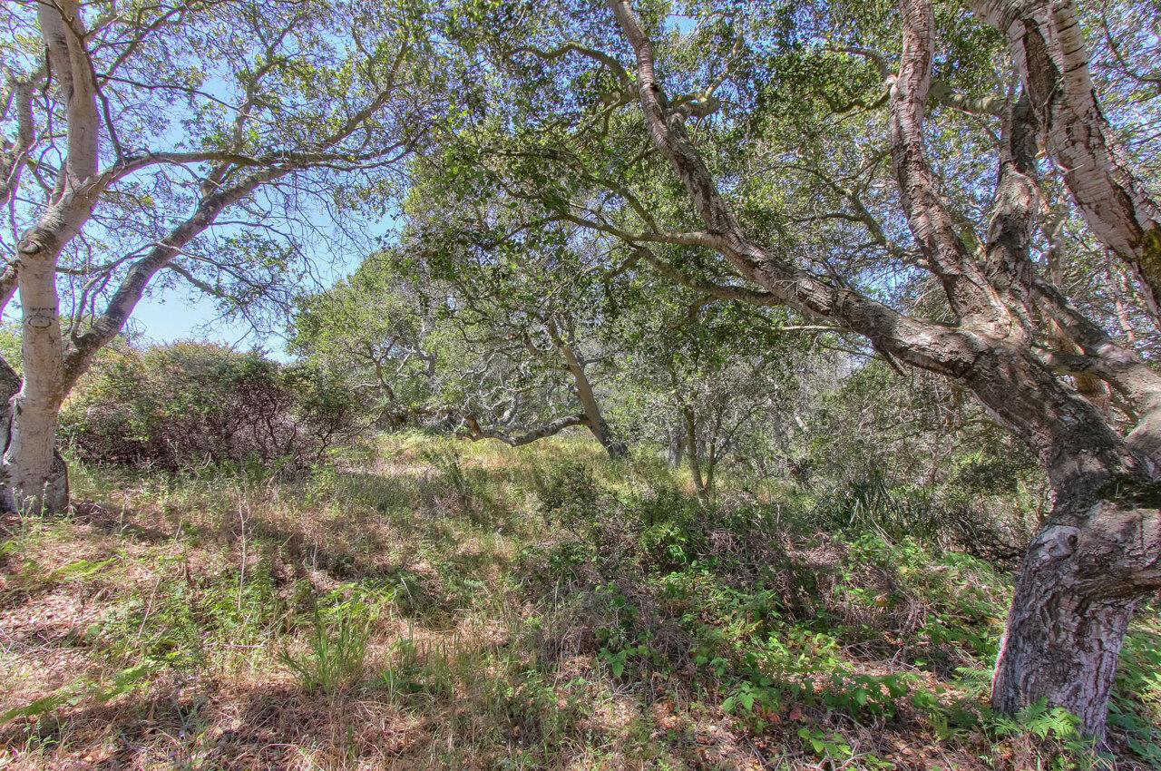 18221 Berta Canyon Road, SALINAS, California 93907, ,Lots And Land,For Sale,Berta Canyon Road,40964785