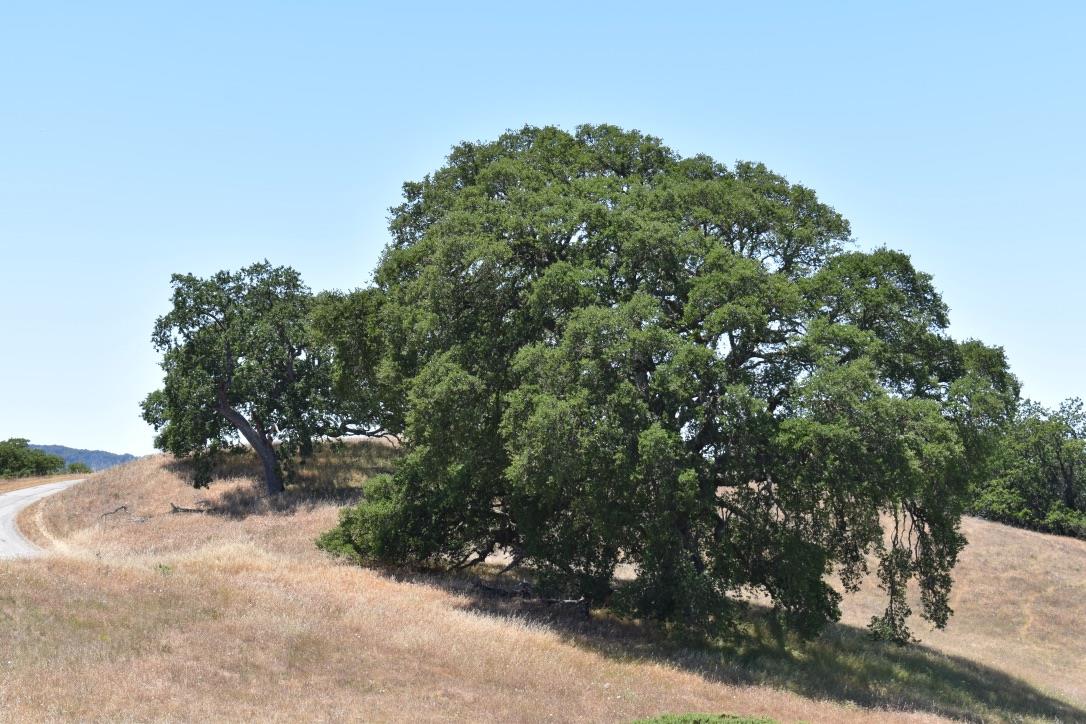 23 Vasquez Trail, CARMEL, California 93923, ,Lots And Land,For Sale,Vasquez Trail,40964810