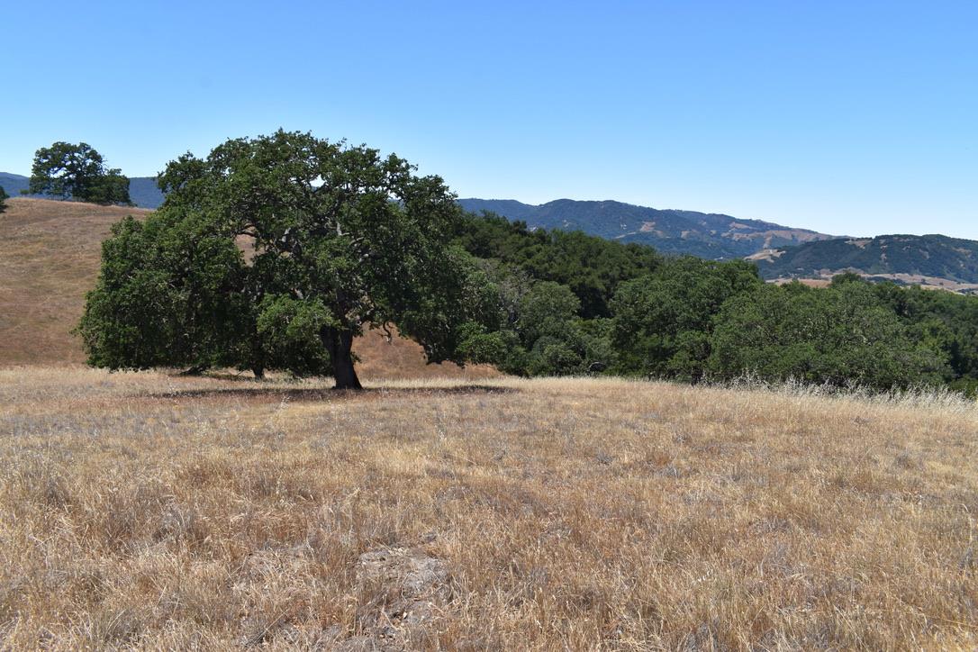 23 Vasquez Trail, CARMEL, California 93923, ,Lots And Land,For Sale,Vasquez Trail,40964810
