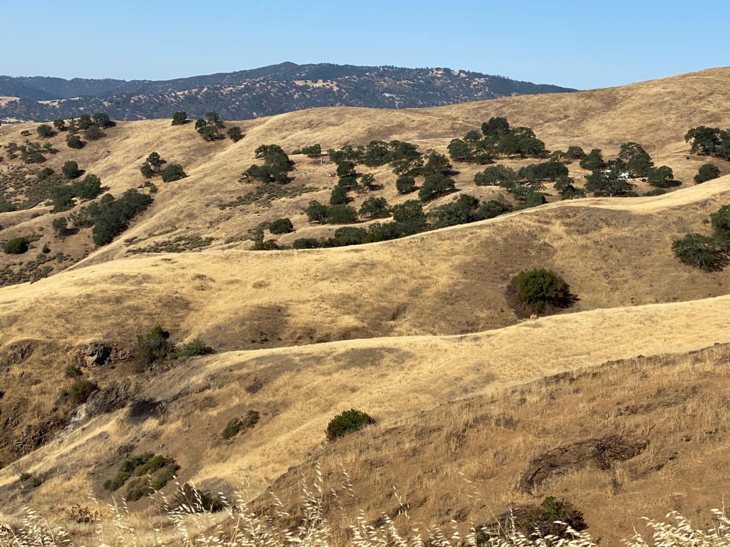 Lot 26 Panoche Road, PAICINES, California 95043, ,Lots And Land,For Sale,Panoche Road,40964902