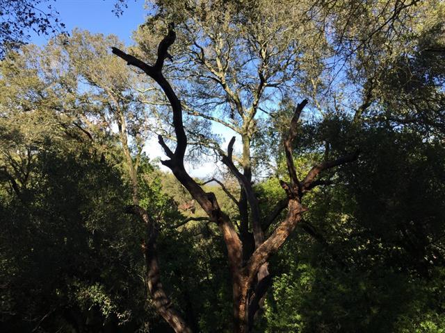 0 Canon Drive, LOS GATOS, California 95030, ,Lots And Land,For Sale,Canon Drive,40964927
