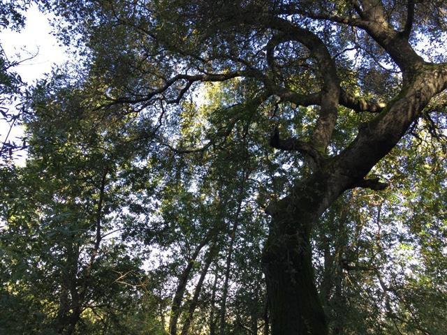 0 Canon Drive, LOS GATOS, California 95030, ,Lots And Land,For Sale,Canon Drive,40964927