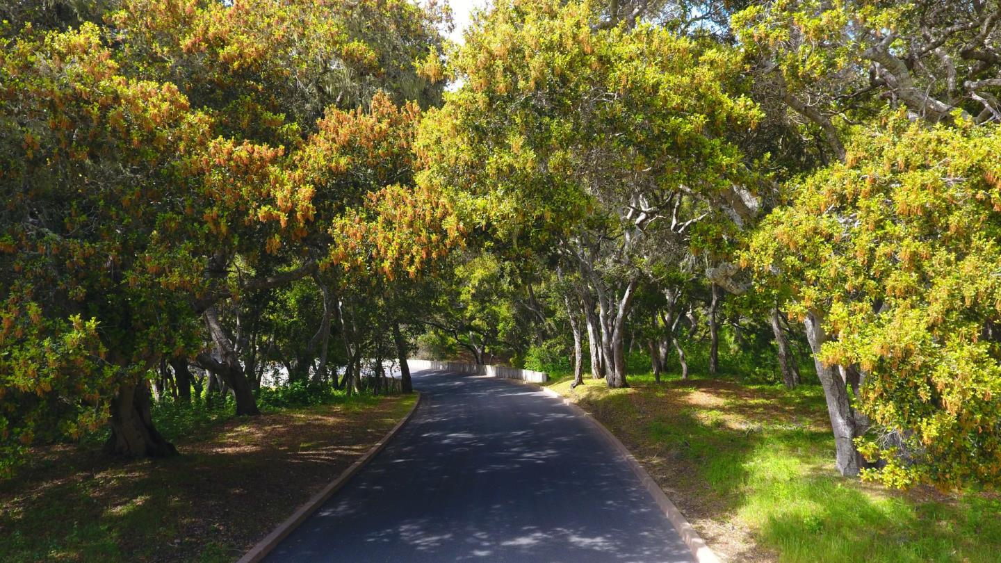 64 Marguerite (Lot 48), CARMEL, California 93923, ,Lots And Land,For Sale,Marguerite (Lot 48),40965006