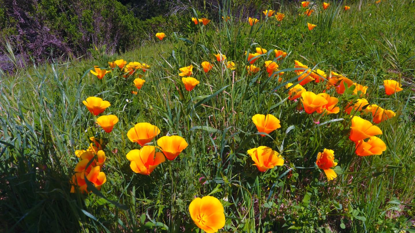 64 Marguerite (Lot 48), CARMEL, California 93923, ,Lots And Land,For Sale,Marguerite (Lot 48),40965006