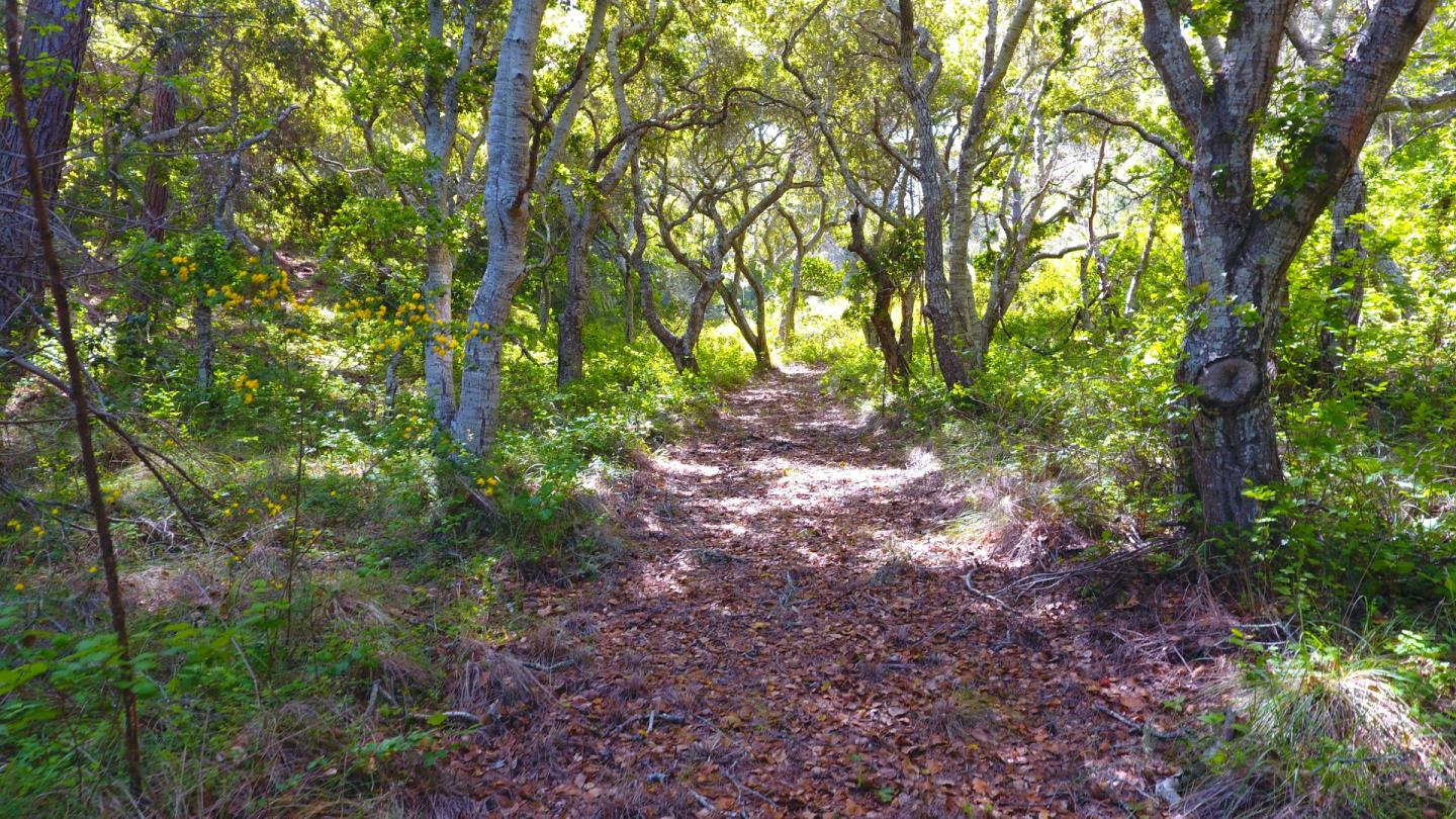 64 Marguerite (Lot 48), CARMEL, California 93923, ,Lots And Land,For Sale,Marguerite (Lot 48),40965006