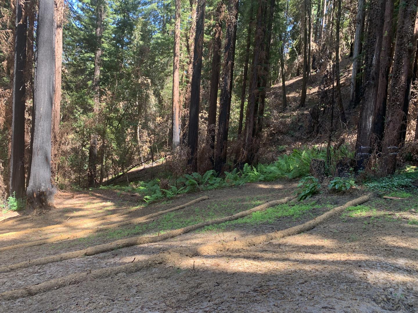 570 Willow Avenue, BOULDER CREEK, California 95006, ,Lots And Land,For Sale,Willow Avenue,40965036
