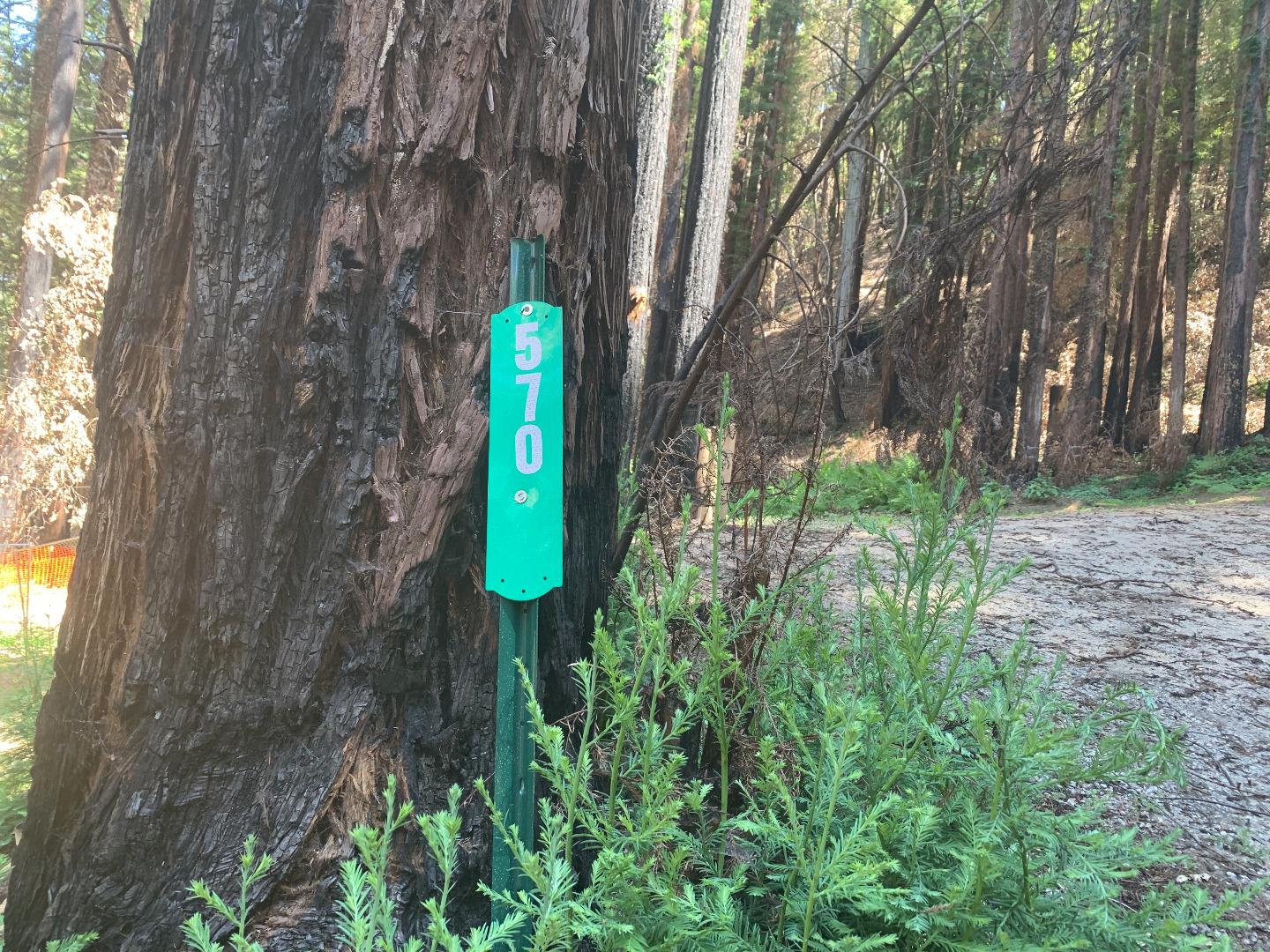 570 Willow Avenue, BOULDER CREEK, California 95006, ,Lots And Land,For Sale,Willow Avenue,40965036