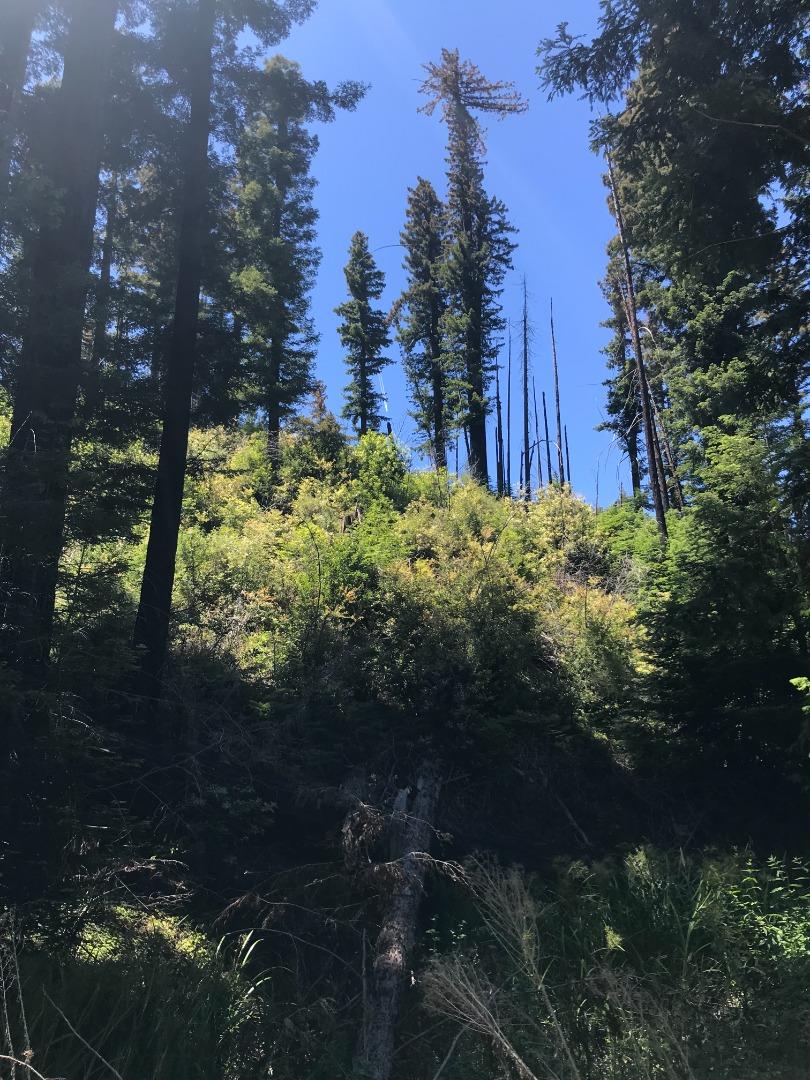 41465 Coast Road, BIG SUR, California 93920, ,Lots And Land,For Sale,Coast Road,40965063