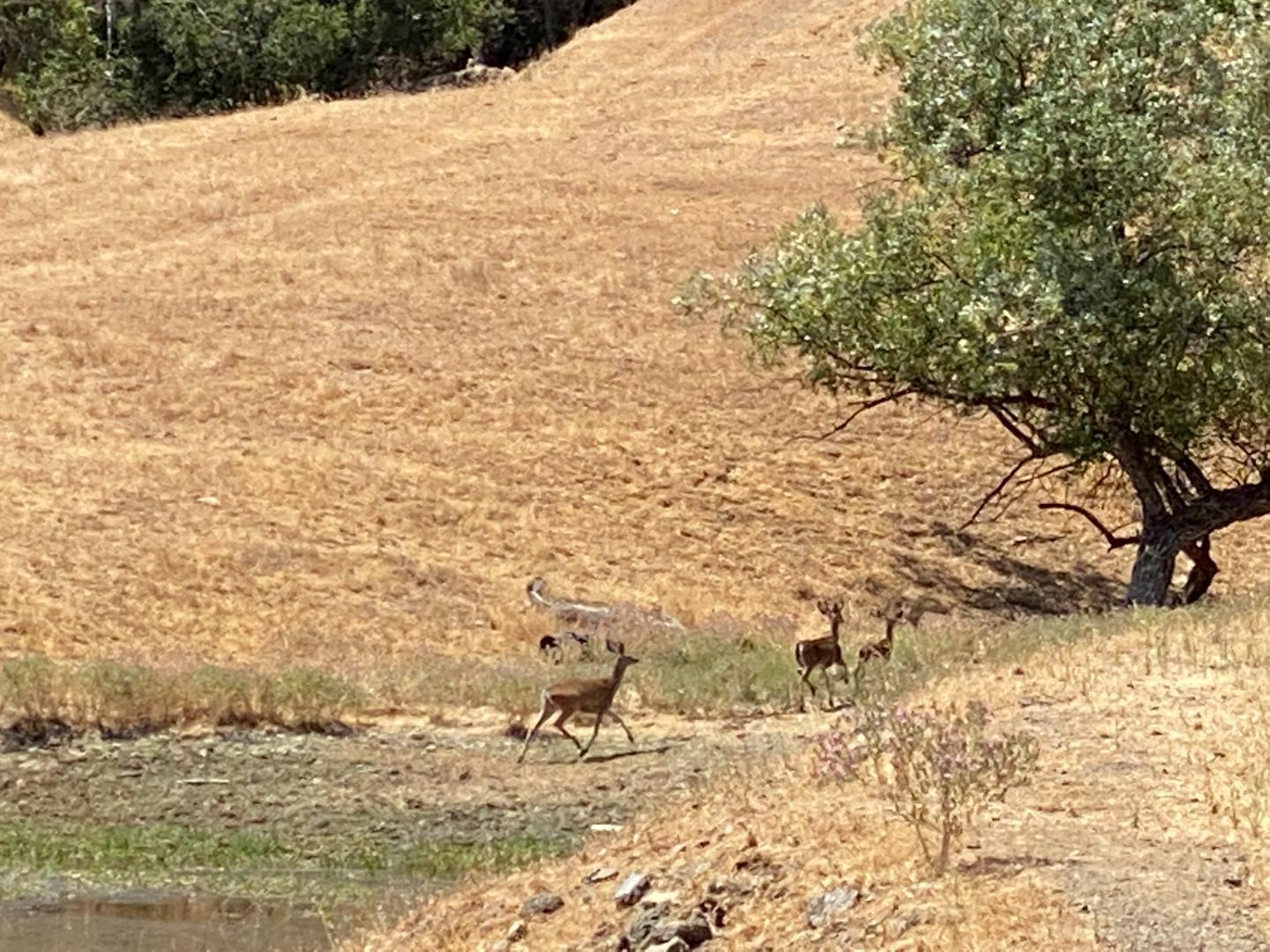 4901 Croy Road, MORGAN HILL, California 95037, ,Lots And Land,For Sale,Croy Road,40965172