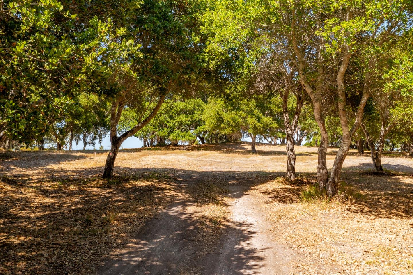 6 Rancho San Carlos Road, CARMEL, California 93923, ,Lots And Land,For Sale,Rancho San Carlos Road,40965174