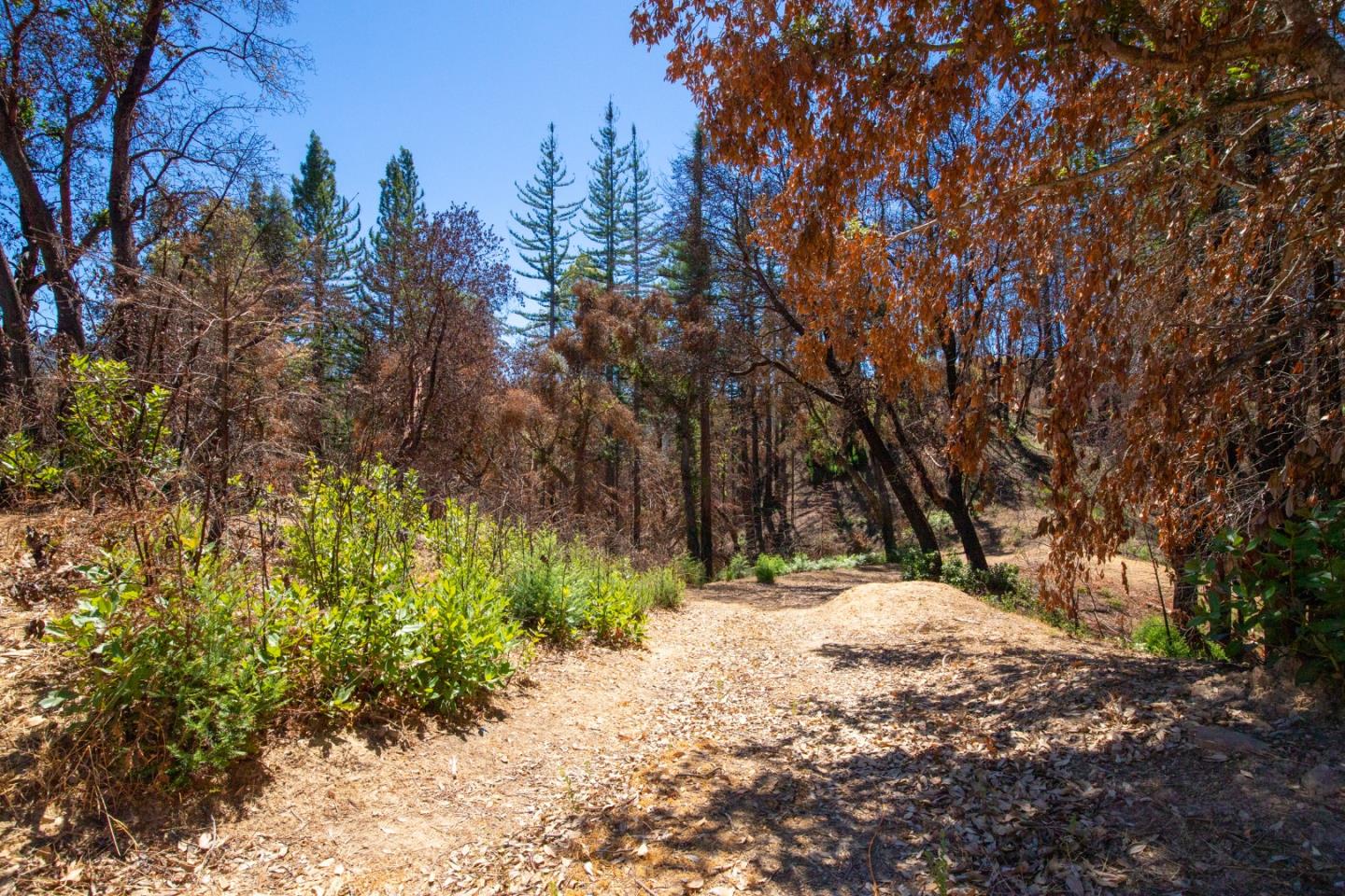 1640 Bloom Grade Road, BOULDER CREEK, California 95006, ,Lots And Land,For Sale,Bloom Grade Road,40965181
