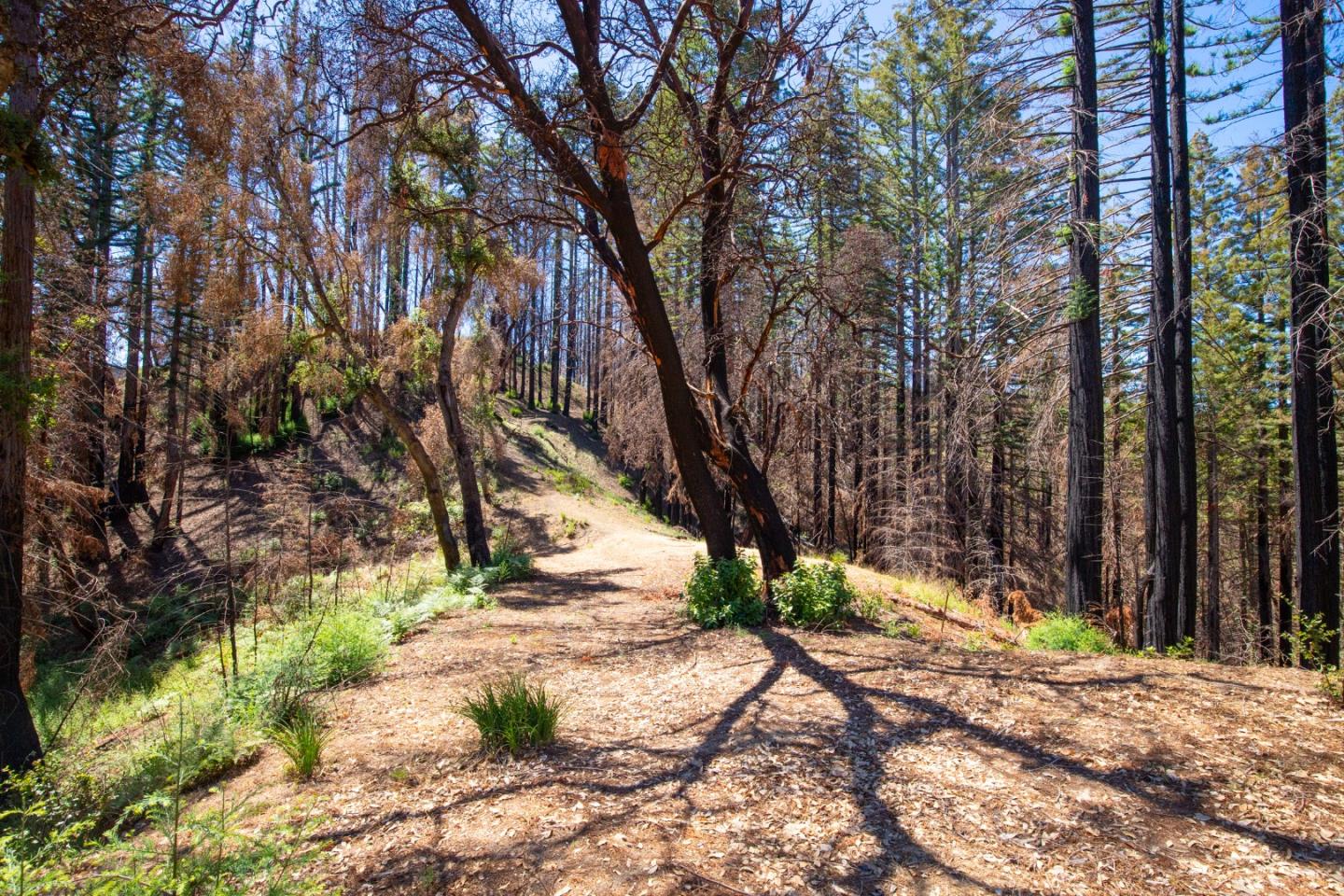 1640 Bloom Grade Road, BOULDER CREEK, California 95006, ,Lots And Land,For Sale,Bloom Grade Road,40965181