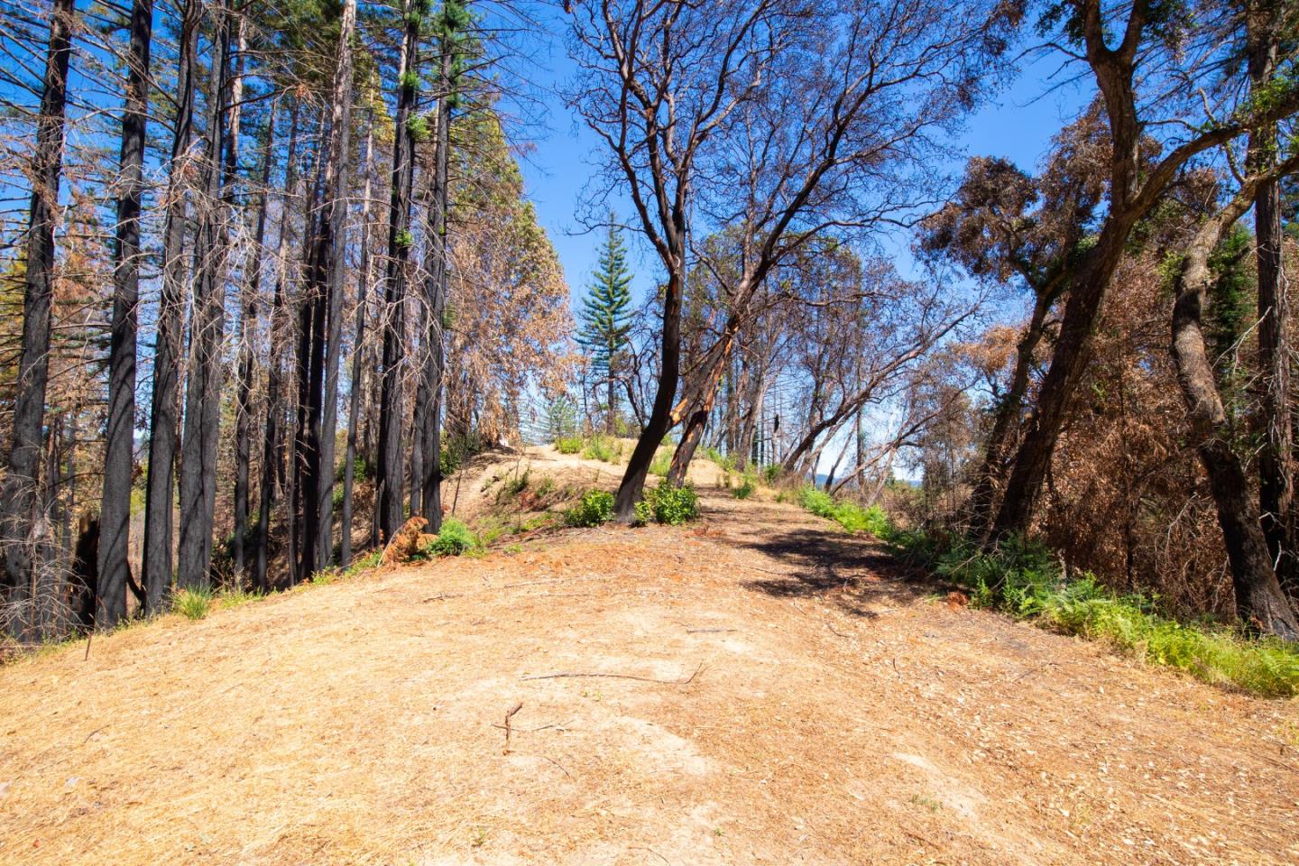 1640 Bloom Grade Road, BOULDER CREEK, California 95006, ,Lots And Land,For Sale,Bloom Grade Road,40965181
