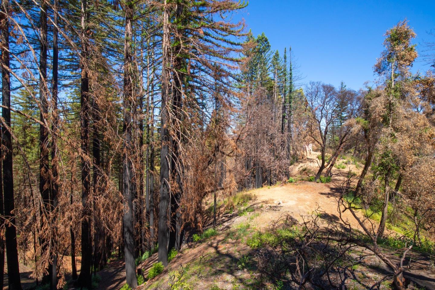 1640 Bloom Grade Road, BOULDER CREEK, California 95006, ,Lots And Land,For Sale,Bloom Grade Road,40965181
