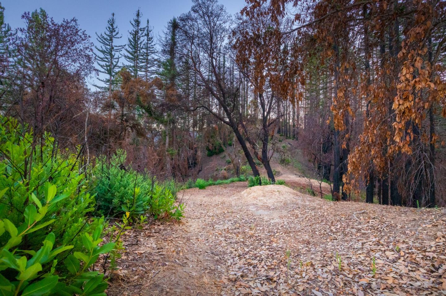 1640 Bloom Grade Road, BOULDER CREEK, California 95006, ,Lots And Land,For Sale,Bloom Grade Road,40965181