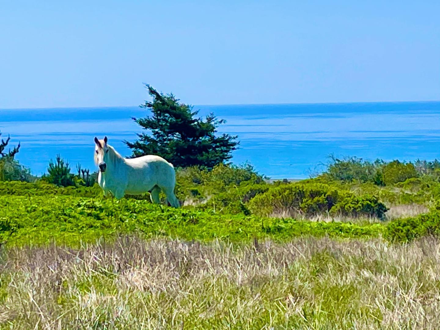 Detail Gallery Image 1 of 1 For 000 Pigeon Point Rd, Pescadero,  CA 94060 - – Beds | – Baths