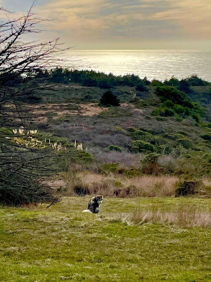 000 Pigeon Point Road, PESCADERO, California 94060, ,Lots And Land,For Sale,Pigeon Point Road,40965207