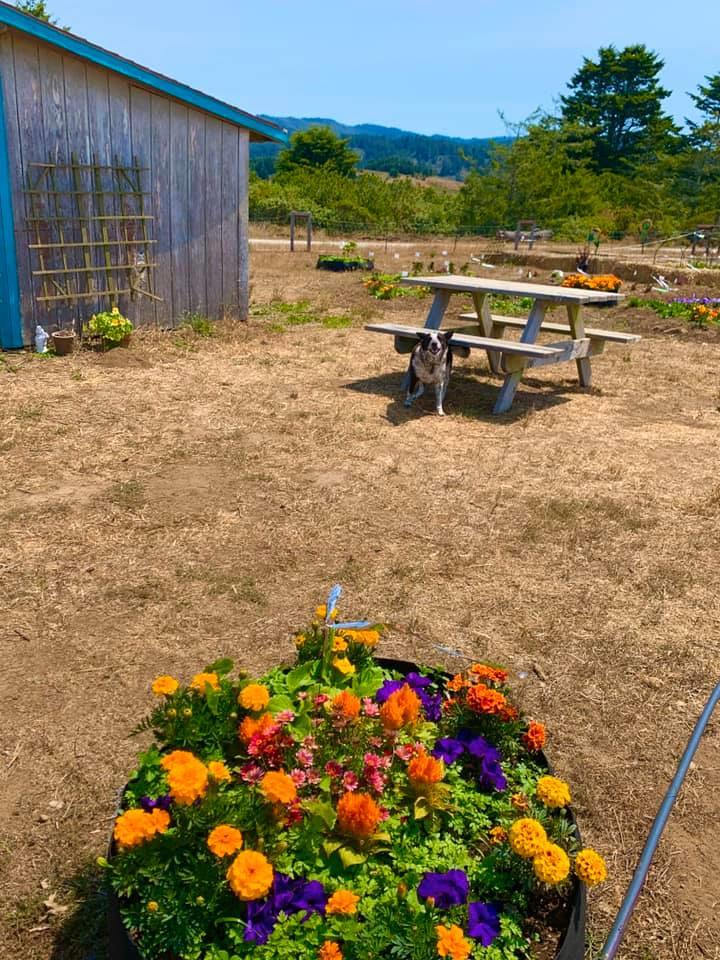000 Pigeon Point Road, PESCADERO, California 94060, ,Lots And Land,For Sale,Pigeon Point Road,40965207