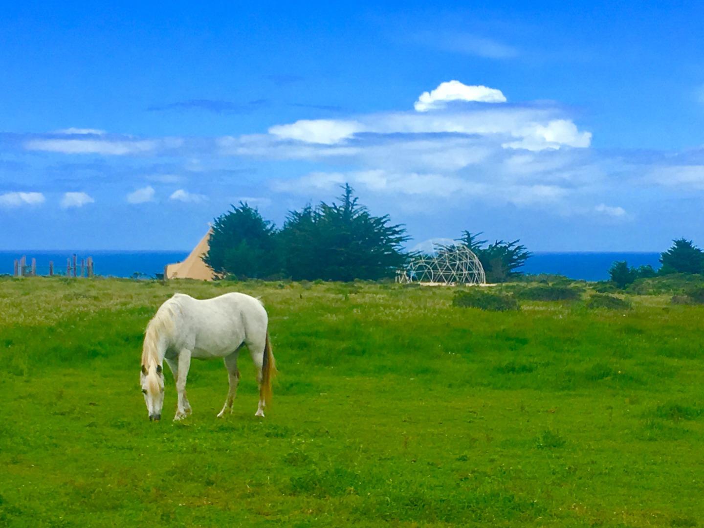 000 Pigeon Point Road, PESCADERO, California 94060, ,Lots And Land,For Sale,Pigeon Point Road,40965207