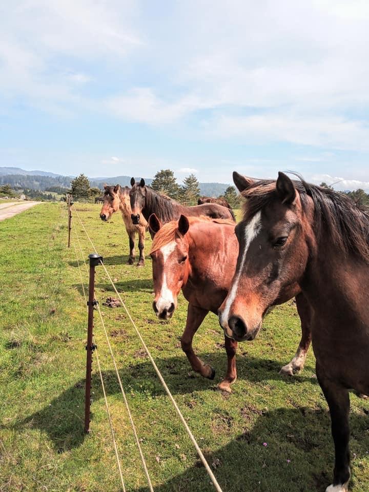 000 Pigeon Point Road, PESCADERO, California 94060, ,Lots And Land,For Sale,Pigeon Point Road,40965207