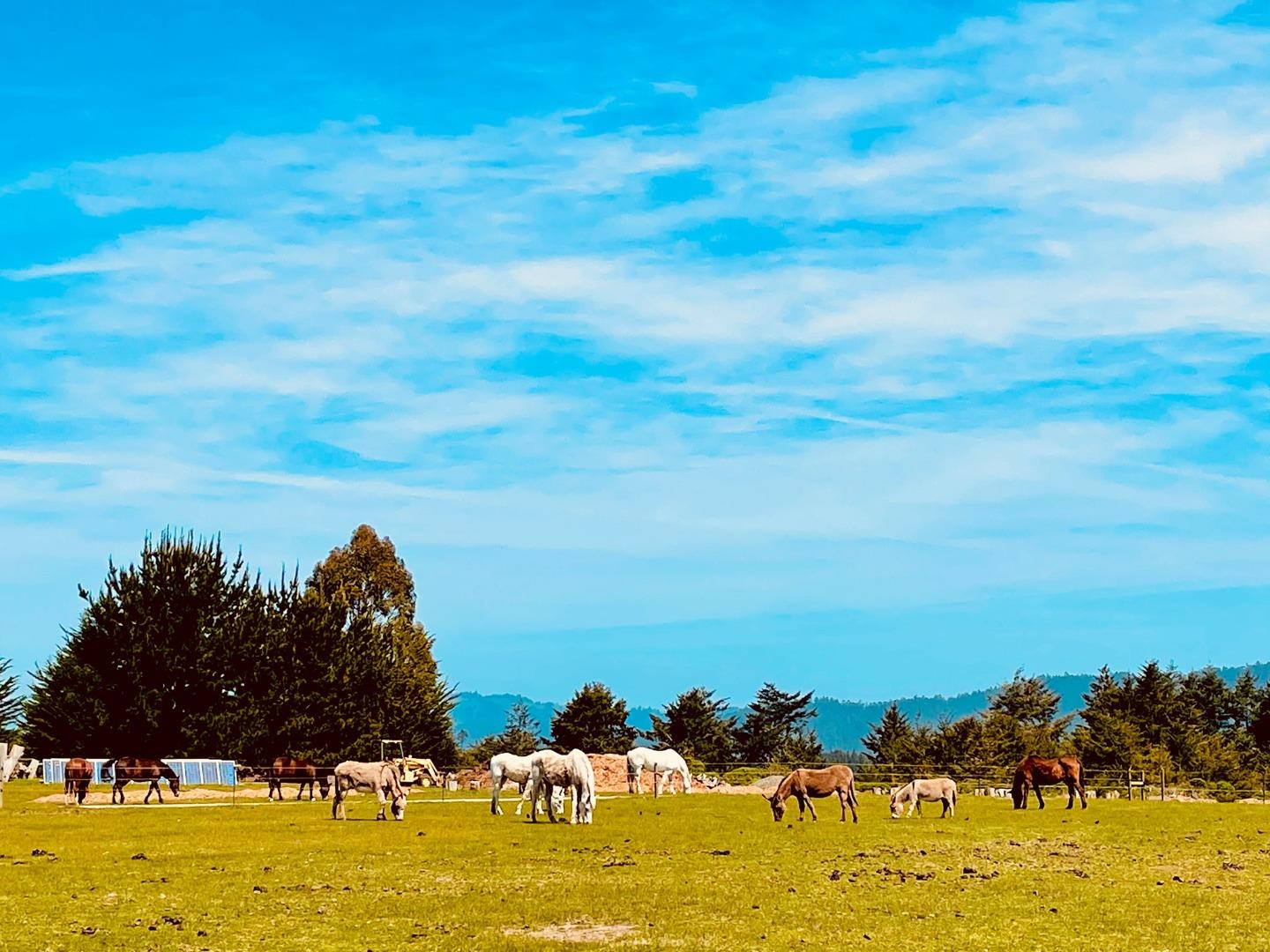 000 Pigeon Point Road, PESCADERO, California 94060, ,Lots And Land,For Sale,Pigeon Point Road,40965207
