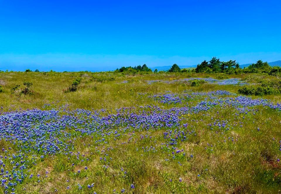 000 Pigeon Point Road, PESCADERO, California 94060, ,Lots And Land,For Sale,Pigeon Point Road,40965207