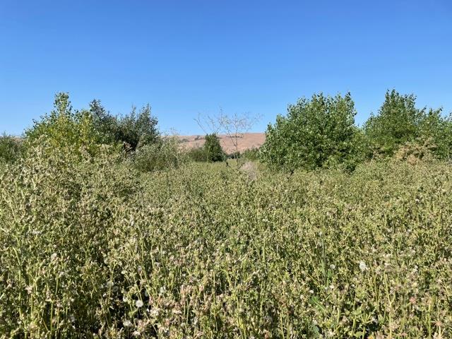 0 Santa Teresa Boulevard, MORGAN HILL, California 95037, ,Lots And Land,For Sale,Santa Teresa Boulevard,40965254