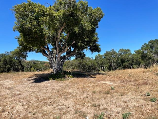 8883 Erins Ridge Road, SALINAS, California 93907, ,Lots And Land,For Sale,Erins Ridge Road,40965262