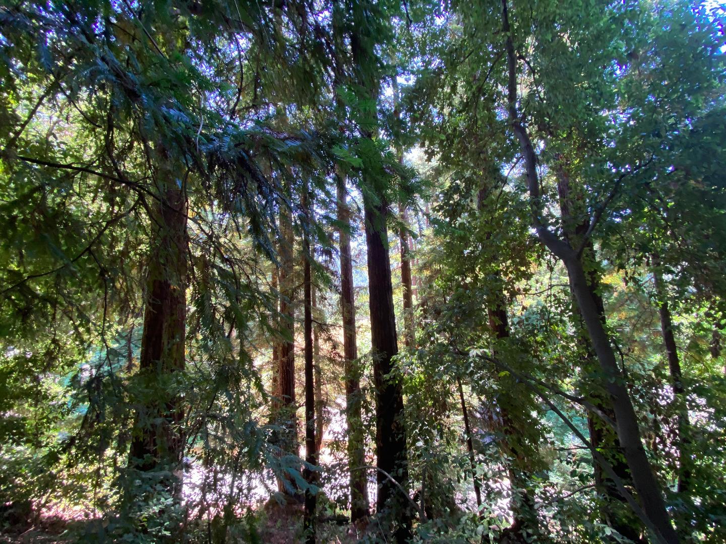 00 Tipping Way, BEN LOMOND, California 95005, ,Lots And Land,For Sale,Tipping Way,40965350