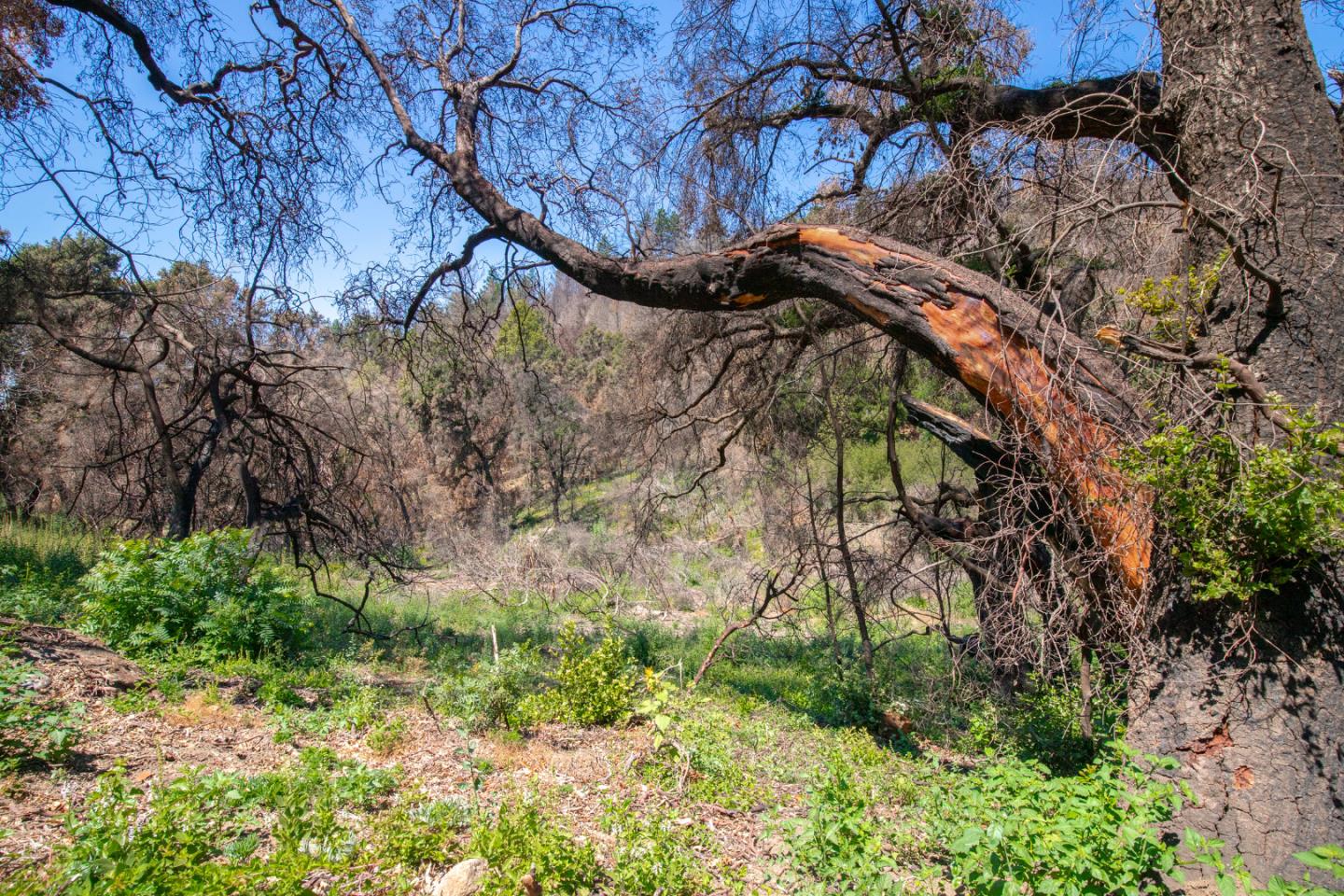 10909 Empire Grade, SANTA CRUZ, California 95060, ,Lots And Land,For Sale,Empire Grade,40965357