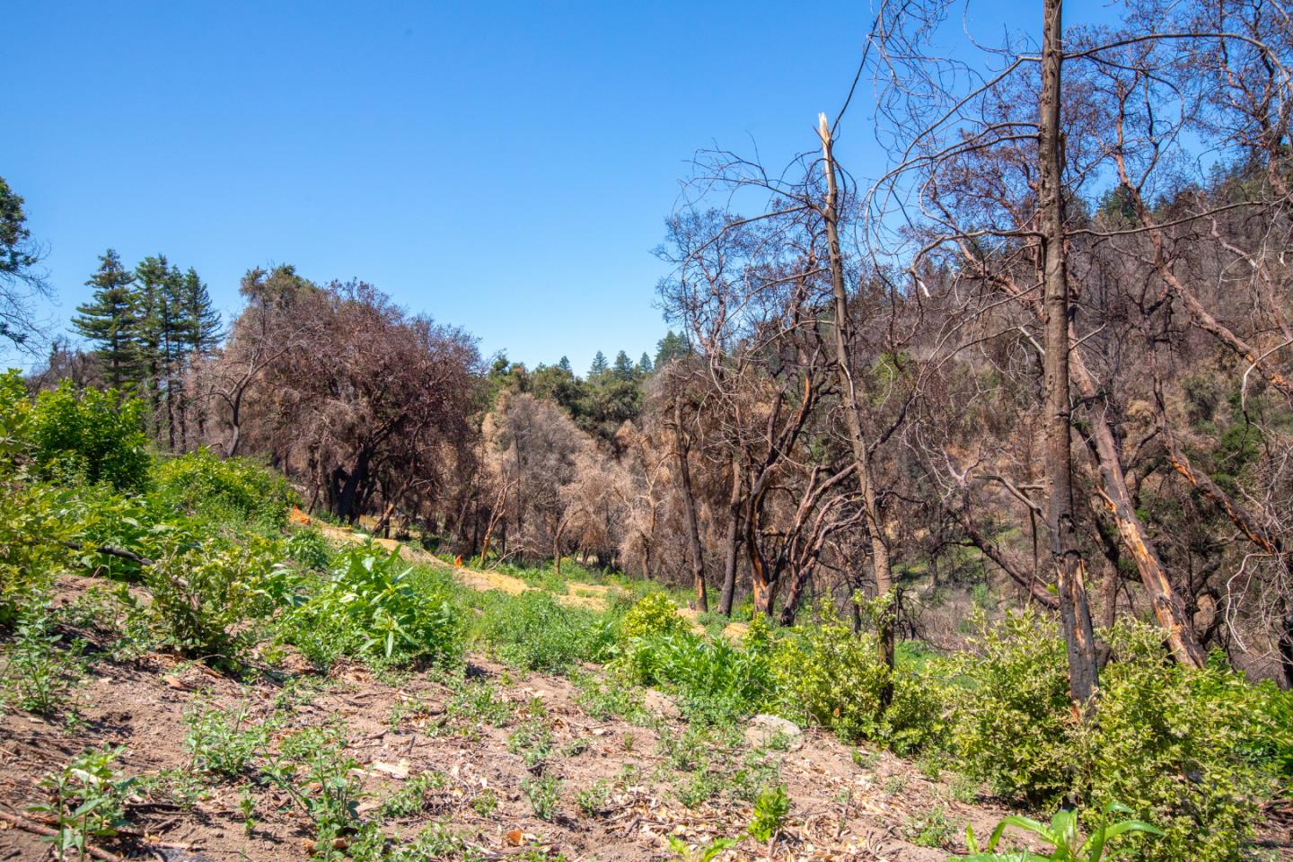 10909 Empire Grade, SANTA CRUZ, California 95060, ,Lots And Land,For Sale,Empire Grade,40965357