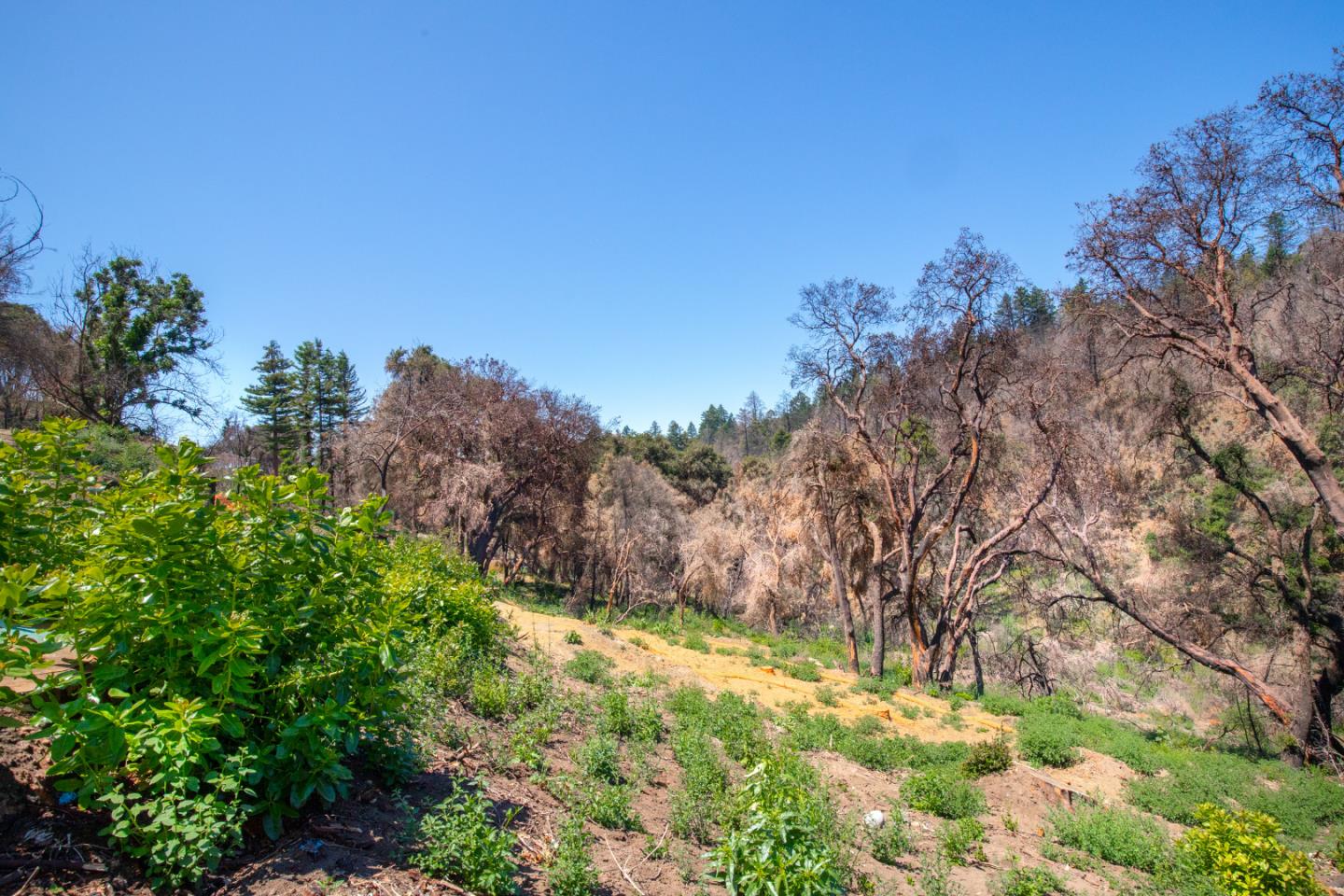 10909 Empire Grade, SANTA CRUZ, California 95060, ,Lots And Land,For Sale,Empire Grade,40965357