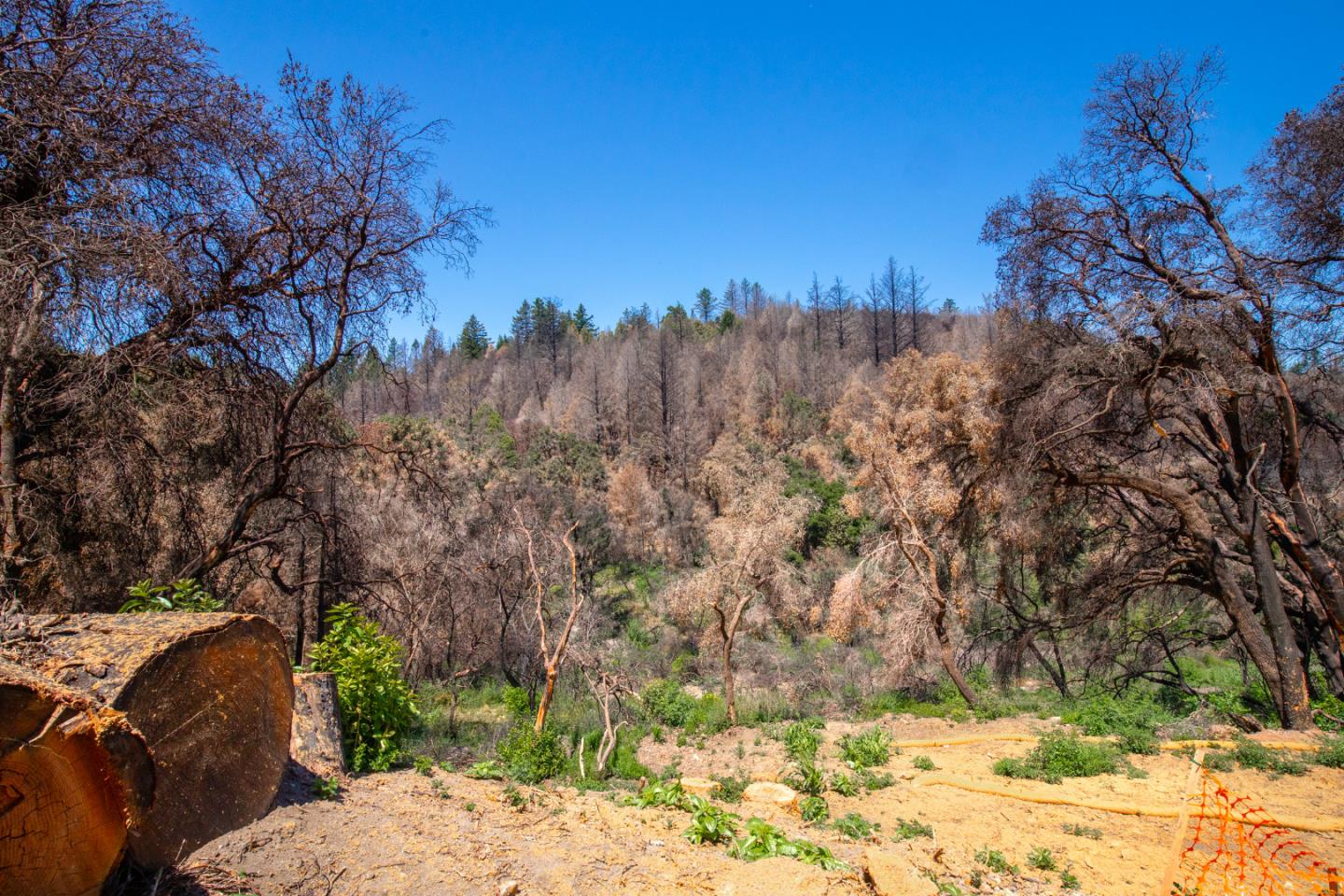 10909 Empire Grade, SANTA CRUZ, California 95060, ,Lots And Land,For Sale,Empire Grade,40965357