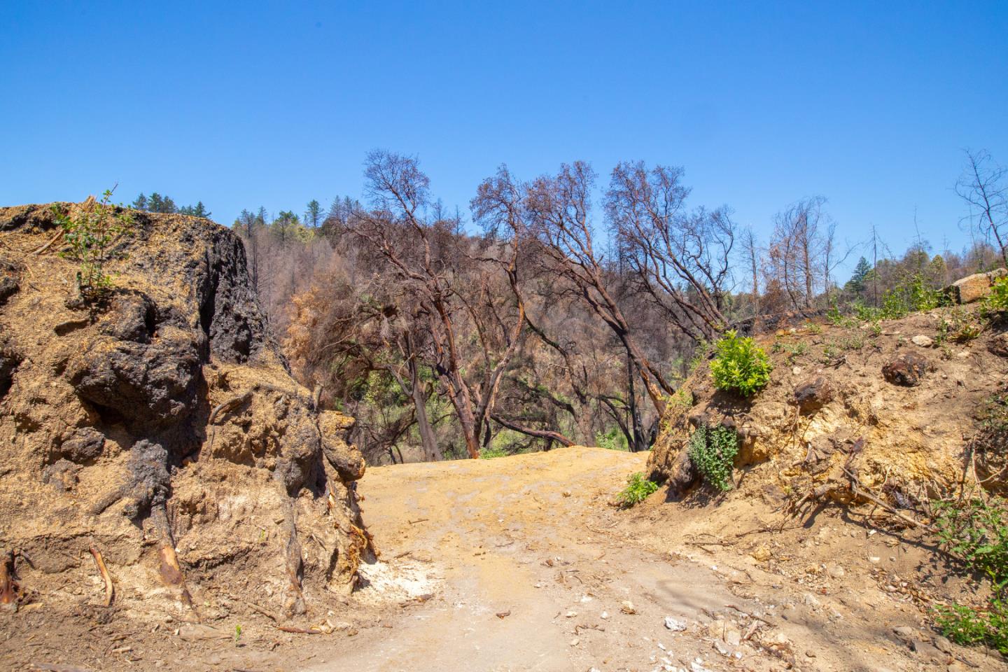 10909 Empire Grade, SANTA CRUZ, California 95060, ,Lots And Land,For Sale,Empire Grade,40965357