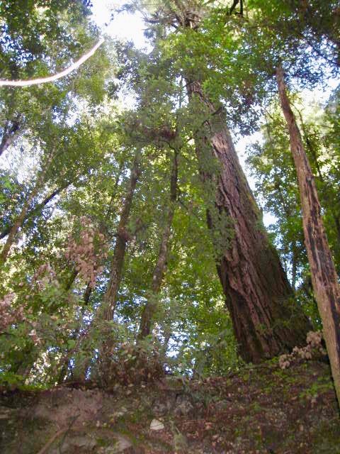 00 Back Road, LA HONDA, California 94020, ,Lots And Land,For Sale,Back Road,40965388