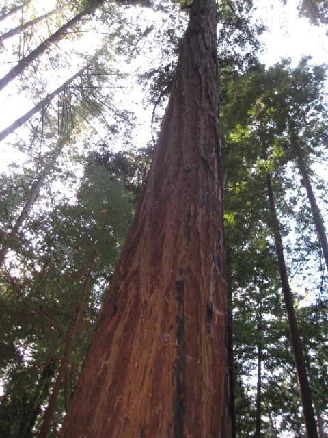 00 Back Road, LA HONDA, California 94020, ,Lots And Land,For Sale,Back Road,40965388