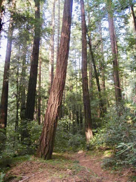 00 Back Road, LA HONDA, California 94020, ,Lots And Land,For Sale,Back Road,40965388