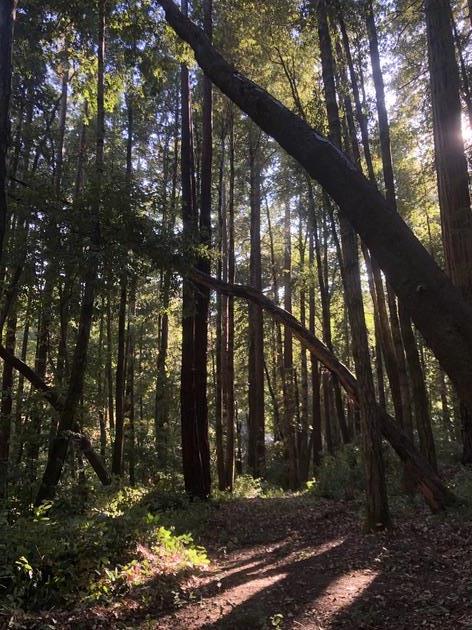 00 Back Road, LA HONDA, California 94020, ,Lots And Land,For Sale,Back Road,40965388