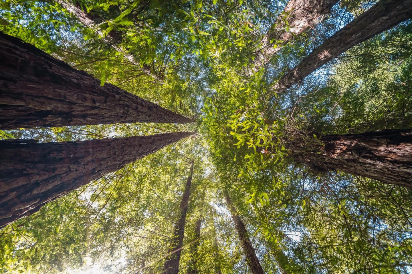 427 Holmwood Hollow, SCOTTS VALLEY, California 95066, ,Lots And Land,For Sale,Holmwood Hollow,40973280