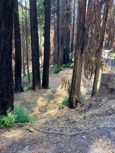 861 Cherrywood Road, BOULDER CREEK, California 95006, ,Lots And Land,For Sale,Cherrywood Road,40965409